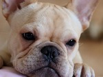 French Bulldog face