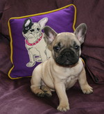 French Bulldog on a purple background