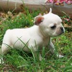 French Bulldog puppy