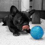 French Bulldog with a ball