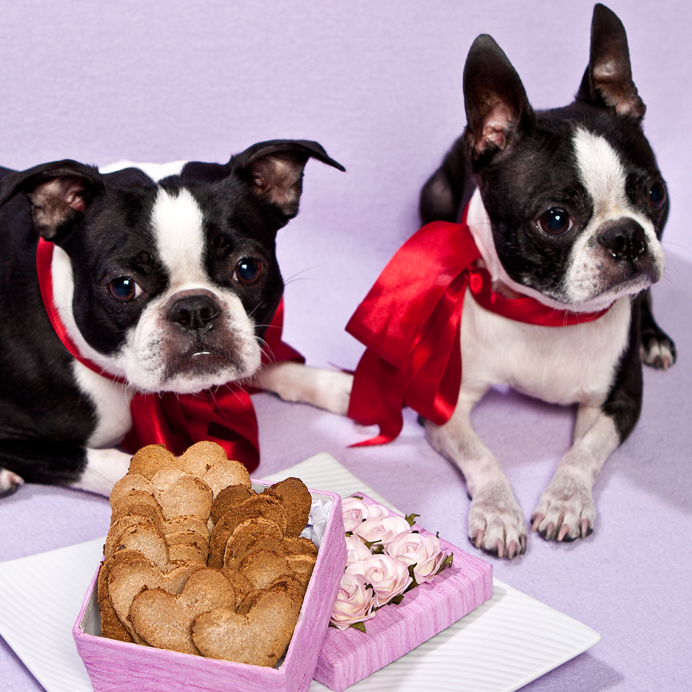 French Bulldogs Valentine's Day фото