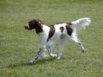 French Spaniel dog for a walk