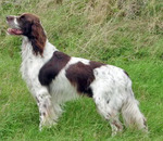 French Spaniel dog on the field