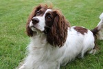 French Spaniel face