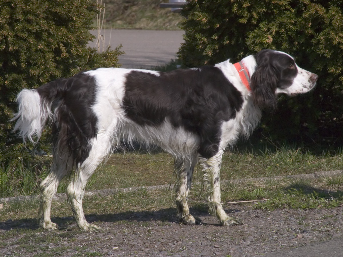 French Spaniel wallpaper