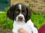 French Spaniel puppy