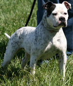 Friendly American Bulldog