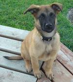 Friendly Belgian Shepherd Dog (Malinois) puppy