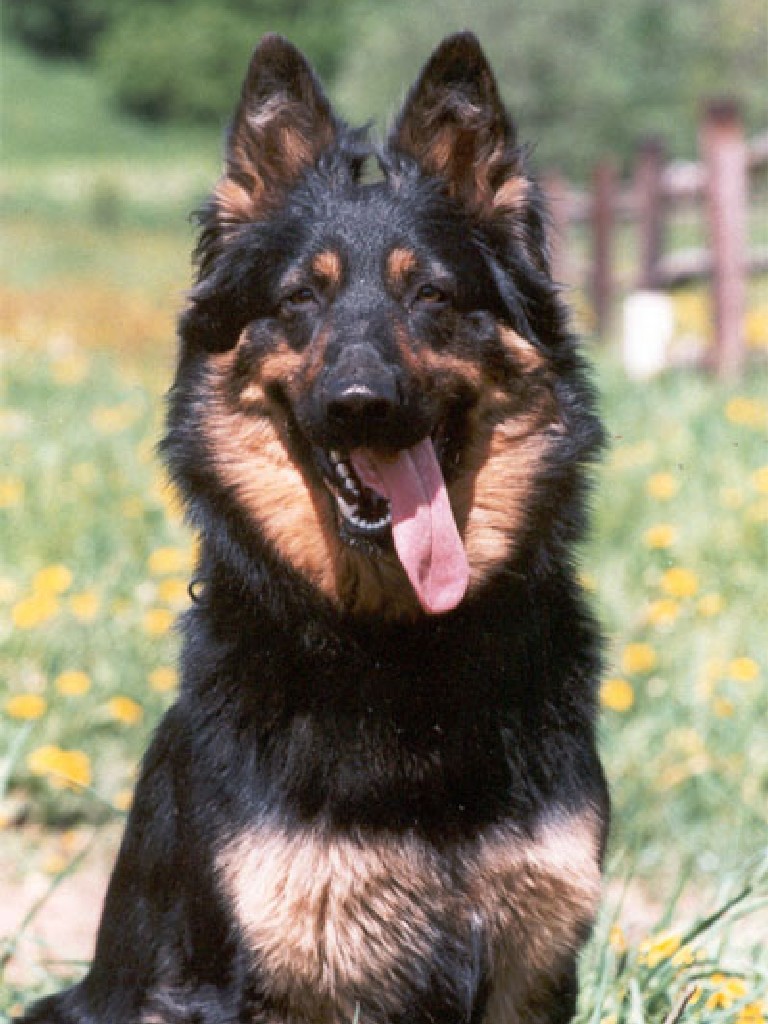 Дружелюбная чешская пастушья собака фото