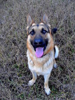 Friendly East-European Shepherd dog