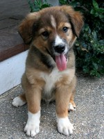 Friendly English Shepherd puppy