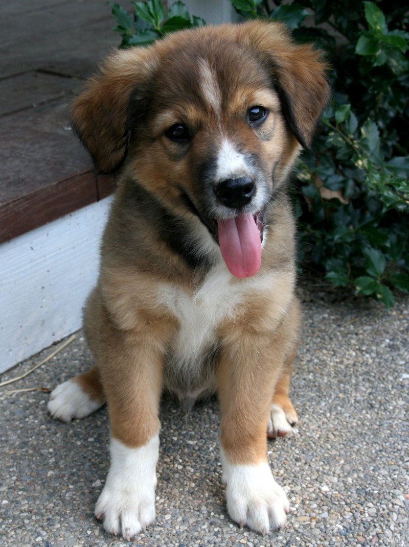 Friendly English Shepherd Puppy Photo And Wallpaper Beautiful Friendly Friendly English Shepherd Puppy Photo And Wallpaper Beautiful Friendly