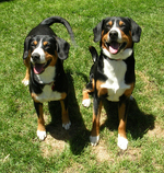 Friendly Entlebucher Mountain Dogs