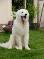 Friendly Kuvasz dog 