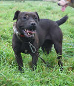 Friendly Patterdale Terrier dog