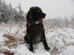 Frozen Boykin Spaniel dog