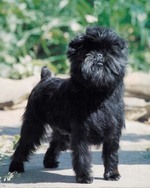 Funny Affenpinscher