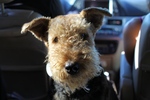 Funny Airedale Terrier in the car