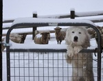 Funny Akbash in a pen with the sheep