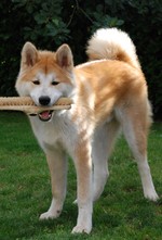 Funny Akita Inu and a brush