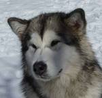 Funny Alaskan Malamute Milo