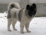 Funny American Akita on the snow