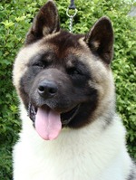 Funny American Akita