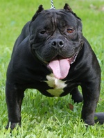 Funny black American Bully