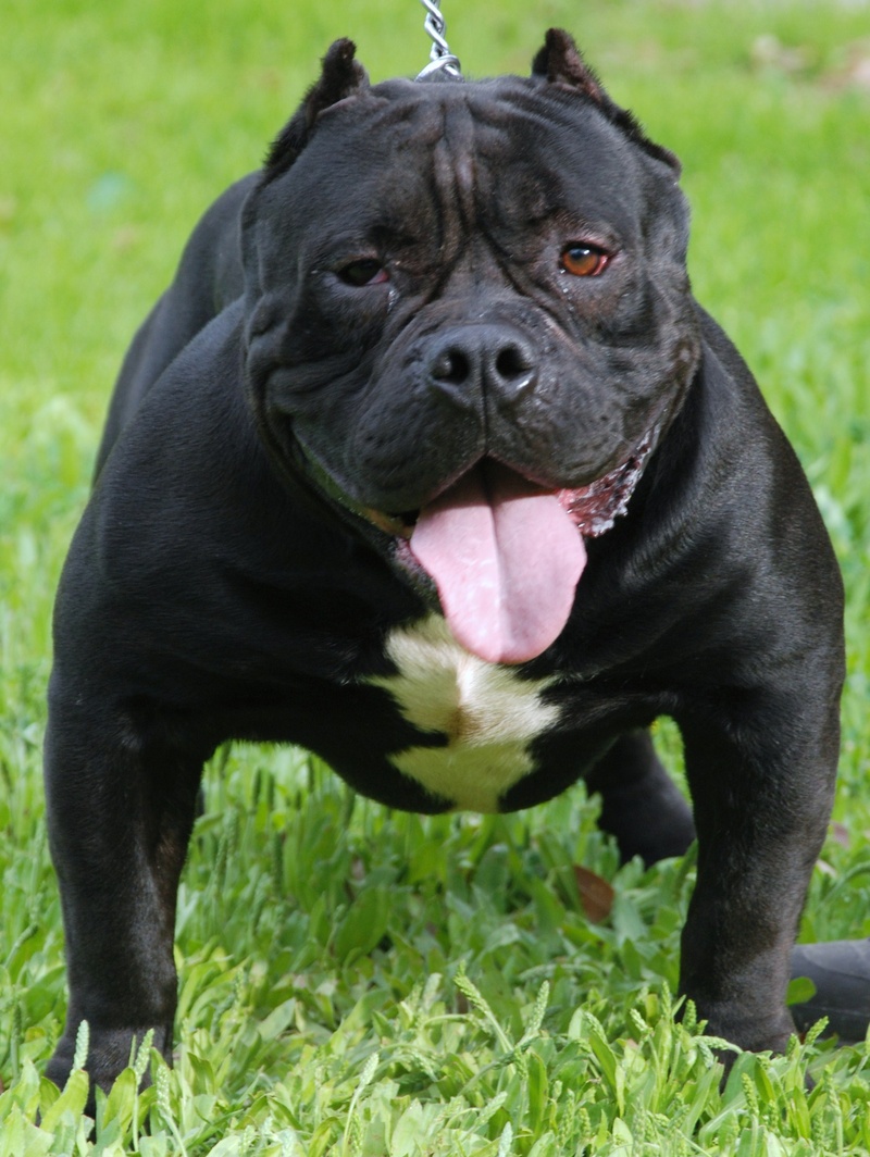 Funny black American Bully photo and wallpaper. Beautiful Funny black  American Bully pictures