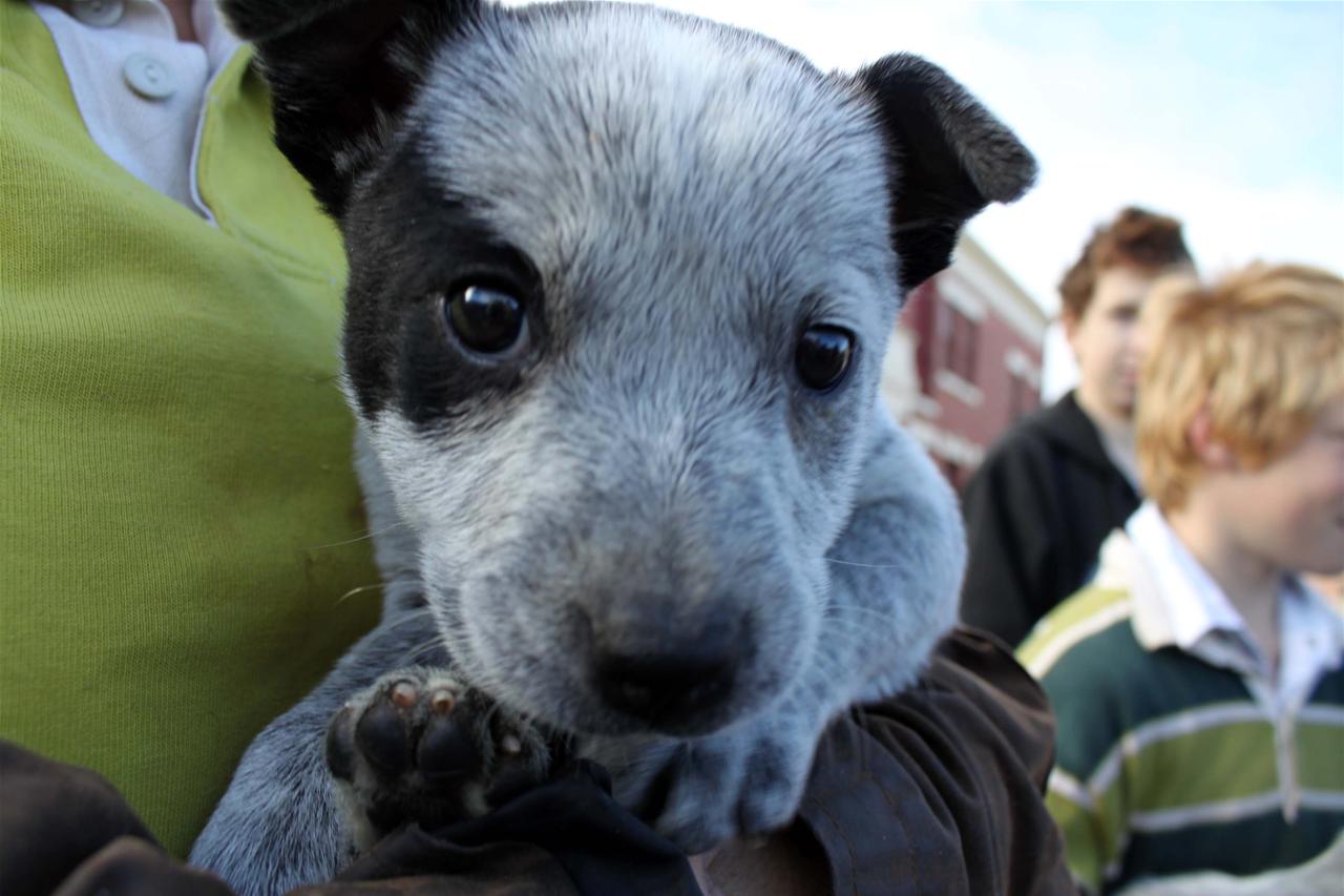 Милая австралийская короткохвостая пастушья собака фото