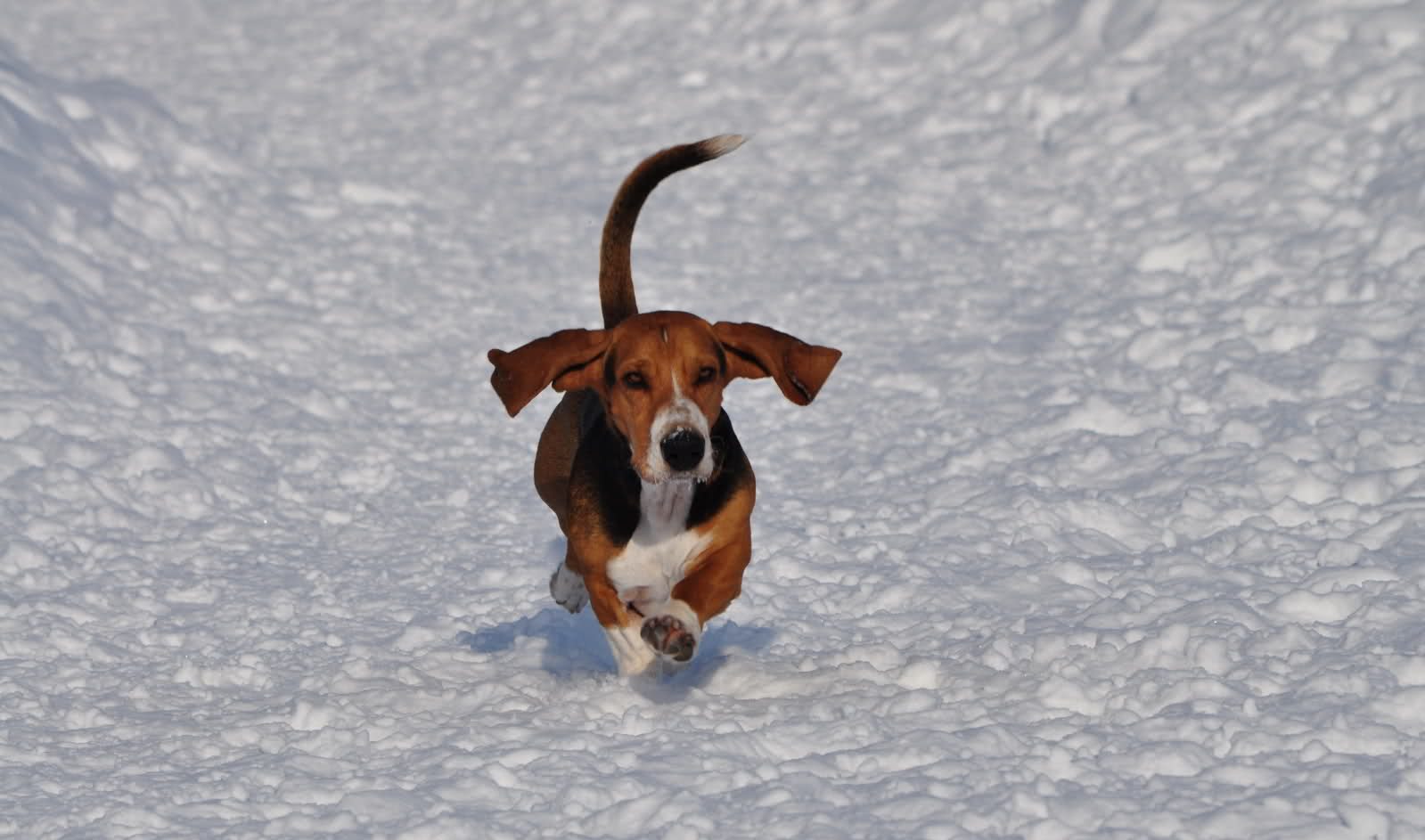 Funny Basset Artesien Normand Winter Photo And Wallpaper Beautiful Funny Basset Artesien Normand Winter Pictures