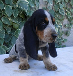 Funny Basset Bleu de Gascogne puppy