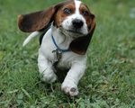 Funny Basset Hound dog