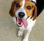 Funny Beagle dog