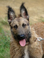 Funny Belgian Shepherd Dog (Laekenois) dog face