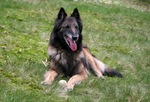 Funny Belgian Shepherd (Tervuren)