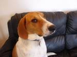 Funny Black and Tan Virginia Foxhound