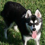 Funny black and white Alaskan Klee Kai