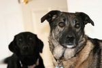 Funny Black Norwegian Elkhound dogs