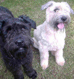 Funny Bouvier des Flandres dogs