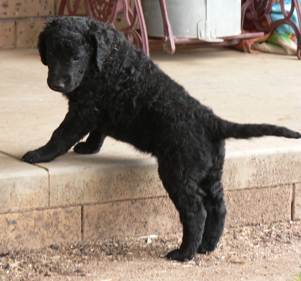 Funny Curly Coated Retriever puppy wallpaper