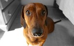 Funny Dachshund dog 