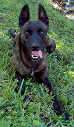 Funny Dutch Shepherd Dog