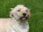 Funny Dutch Smoushond dog
