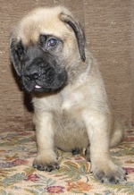 Funny English Mastiff puppy