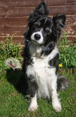 Funny English Shepherd dog