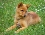 Funny Finnish Spitz dog