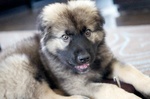 Funny grey American Alsatian puppy