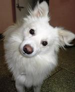 Funny Indian Spitz dog