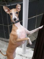 Funny Italian Greyhound dog 